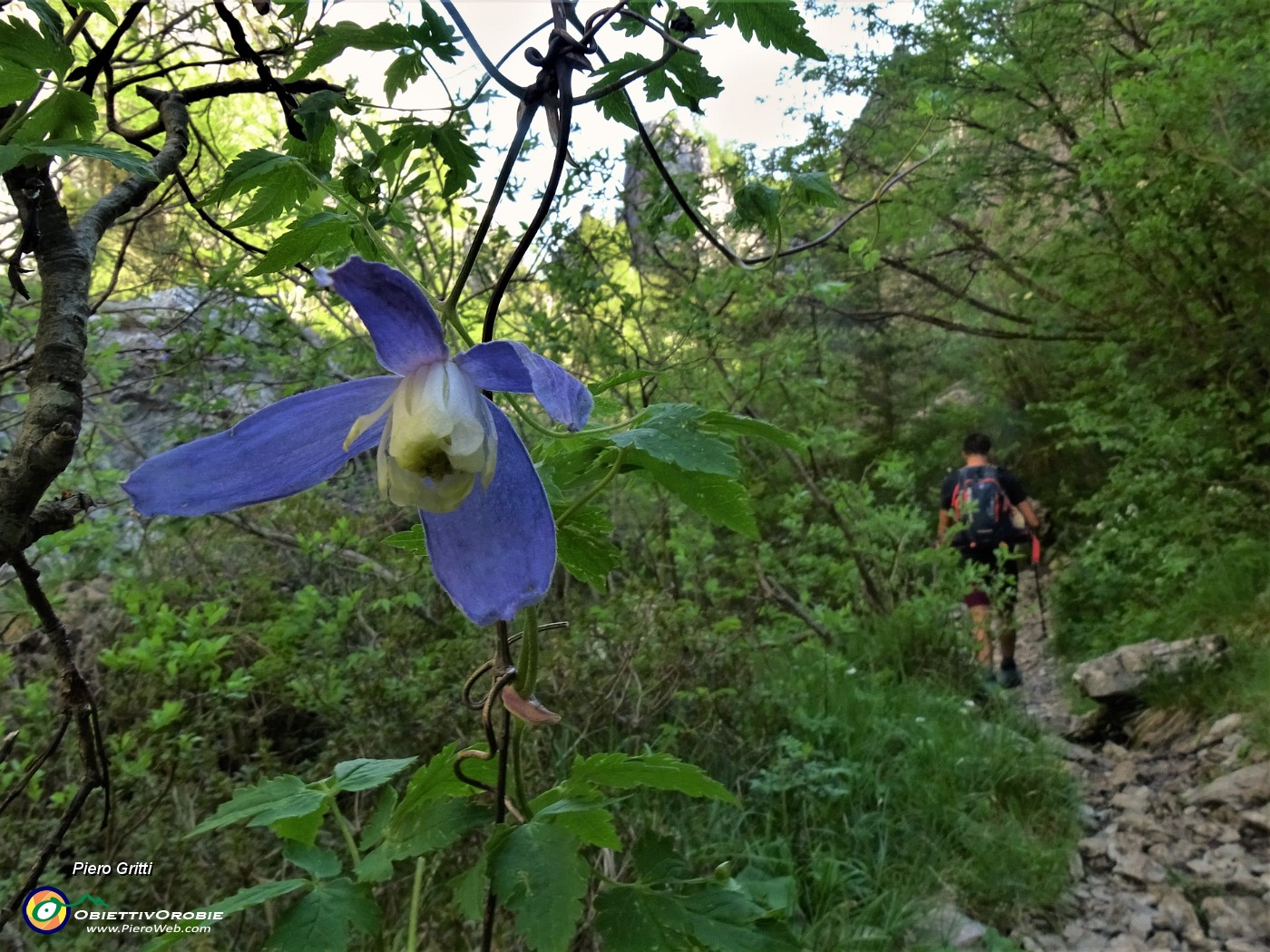 24 Clematis alpina (Clematide).JPG